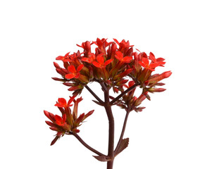 Pentas lanceolata/ Egyptian Star Clusters: Dense Clusters of Star-shaped Flowers 