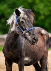 Obraz premium Detailed view of an old grey horse's face and mane. Mature animal with weathered appearance, representing experience and the beauty of aging.