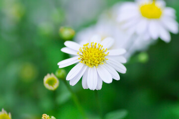 Obraz premium Daisy ,white daisy or English daisy or Thymophylia Tenuiloba or Dahlberg Daisy or Gold Carpet or Gloden Fleece