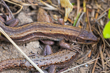 Close-up of brown forest viviparous lizard on a spring day. Blurred background, selective focus