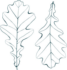 Hand-drawn oak leaves isolated on white background. Line monochrome style vector illustration.