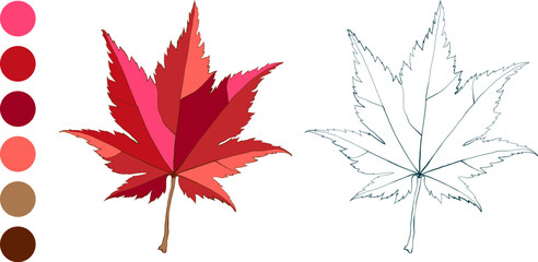 Set of hand-drawn fall colored maple leaves isolated on white background. Flat and line styles autumn vector illustration.