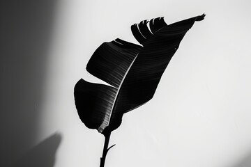 Elegant Black and White Leaf Silhouette on Minimalist Contrast Background