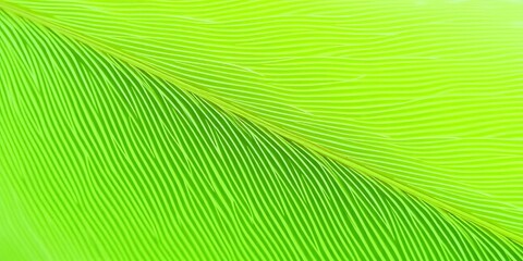 Fototapeta premium Light green feather, delicate texture, intricate pattern, soft background, calm, spring