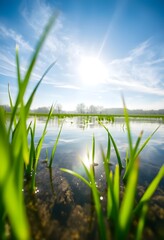 Obraz premium Bright sunny day over young rice plants in water