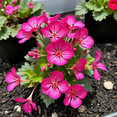 Pelargonium grandiflorum Imperial