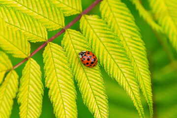 Bright red ladybug on vibrant green leaf close-up © K. Yeudakimava