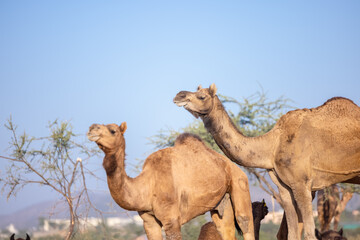 Obraz premium Pushkar fair, Decorated camel at the sand dunes desert ground of pushkar during camel festival. 