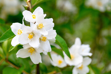 Philadelphus pubescens, hoary mock orange..