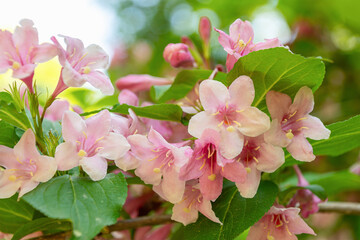 Beautiful pink flowers blooming on lush green foliage in sunlit garden. Kolkwitzia amabilis, beauty...