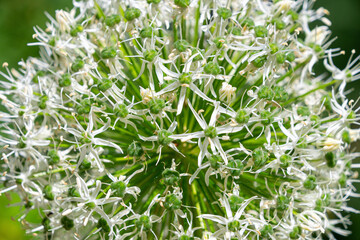 Close-up of white allium flower head with green background