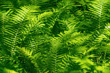 Lush green ferns in sunlit forest glade