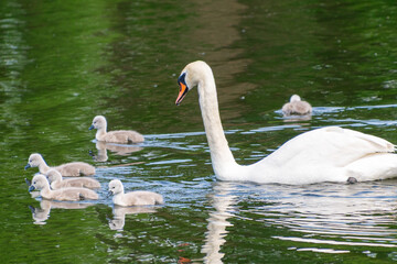 Graceful swan leading fluffy cygnets across tranquil pond. The mute swan