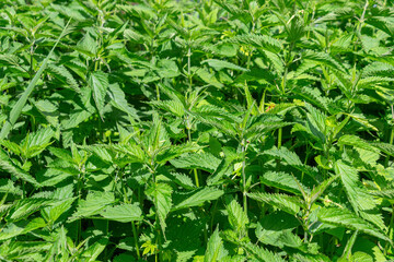 Lush green stinging nettles in sunlight