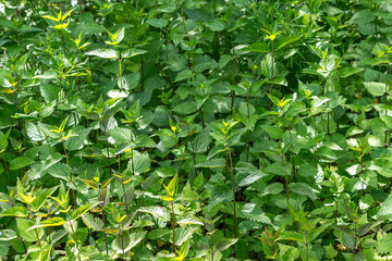 Dense stinging nettle patch in sunlit garden