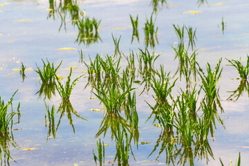 Obraz premium Young plants growing in water. water soldiers, water pineapple