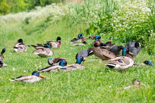 Flock of mallard ducks resting on lush green grass in sunlit meadow - Powered by Adobe