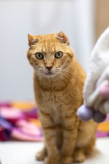 red haired cat in shelter close up photo. High quality photo
