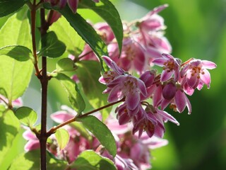 Deutzia