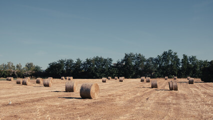 hay bales in the field