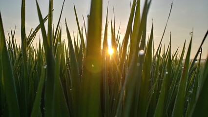 Golden Sunrise Through Rice Leaves. Low-angle view of a peaceful rice field bathed in warm morning light. Dew on the leaves shimmers, enhancing the tranquil, fresh feel of this lush agricultural scene