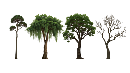 Collection of Diverse Tree Illustrations Evergreen, Weeping, Deciduous, and Dead Trees