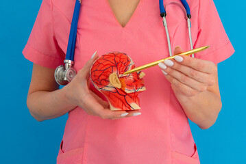 Doctor pointing Anatomical model human head in medical clinic.