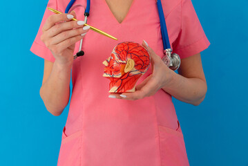 Doctor pointing Anatomical model human head in medical clinic.