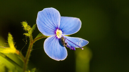 forget me not flower