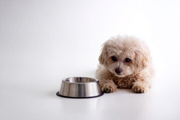 Hungry Dog Sitting Beside Empty Food Bowl