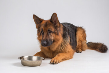 Hungry Dog Sitting Beside Empty Food Bowl