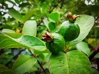 Close-up photo shows two young green guavas hanging from a branch amidst lush green leaves.