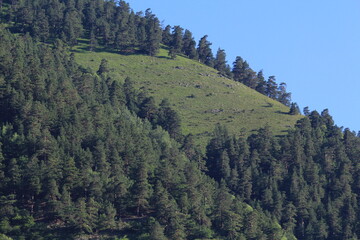 coniferous forested slopes of the caucasian mountains in dombai midsummer