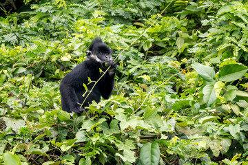 Hatinh Langur - Trachypithecus hatinhensis, beautiful highly threatened black Asian primate native to limestone forests in central Vietnam.