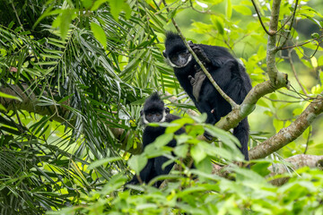 Hatinh Langur - Trachypithecus hatinhensis, beautiful highly threatened black Asian primate native to limestone forests in central Vietnam.