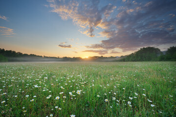 Spring camomile meadow in mountain at morning sunrise