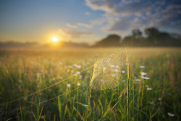Foggy sunrise in a meadow with spider cobwebs in the foreground.