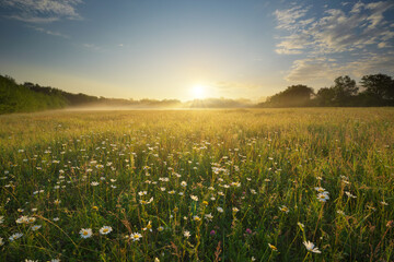 Spring camomile meadow in mountain at morning sunrise