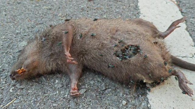Close-up housefly walking on a dead rat