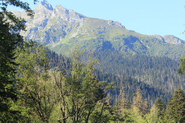 Fototapeta premium coniferous forested slopes of the caucasian mountains in dombai midsummer