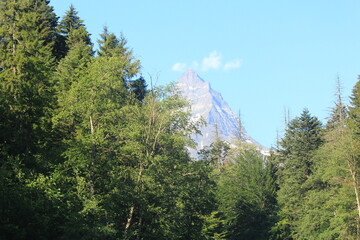 coniferous forested slopes of the caucasian mountains in dombai midsummer