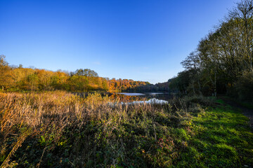 View of the autumn landscape at the Holzmaar near Gillenfeld. Idyllic nature by the lake in the Volcanic Eifel region of Rhineland-Palatinate.
