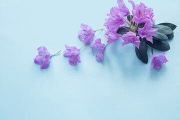 Obraz premium purple flowers of rhododendron on blue background