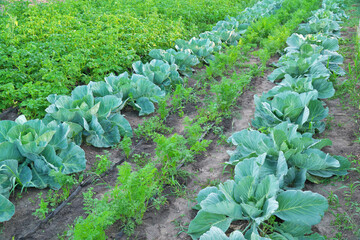 Family gardening in backyard vegetable garden