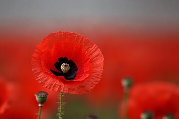 Blooming red poppies in a green field under a cloudy sky, symbolizing remembrance and peace in nature's vibrant display