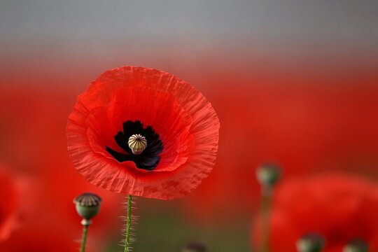 Blooming red poppies in a green field under a cloudy sky, symbolizing remembrance and peace in nature's vibrant display