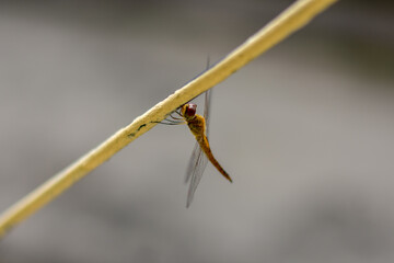 A golden-brown dragonfly with transparent wings clings to a yellow wire.