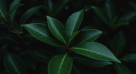 Natural dark green leaves texture background