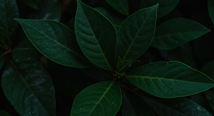 Obraz premium Natural dark green leaves texture background