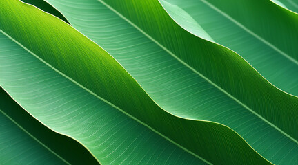 Obraz premium Beautiful Close-Up of Curved Green Leaves with Natural Light and Texture Details